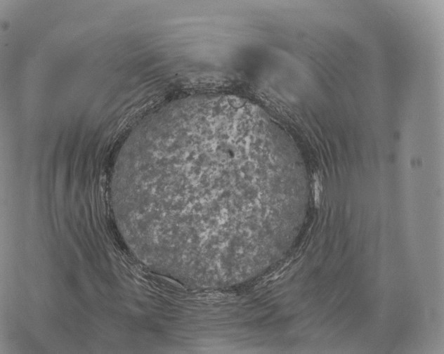 X0000072961059200608111645