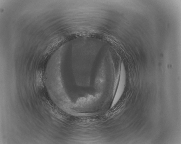 X0000072961060200608111645