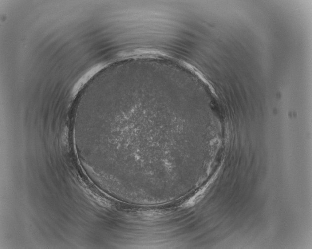 X0000072961066200608111645