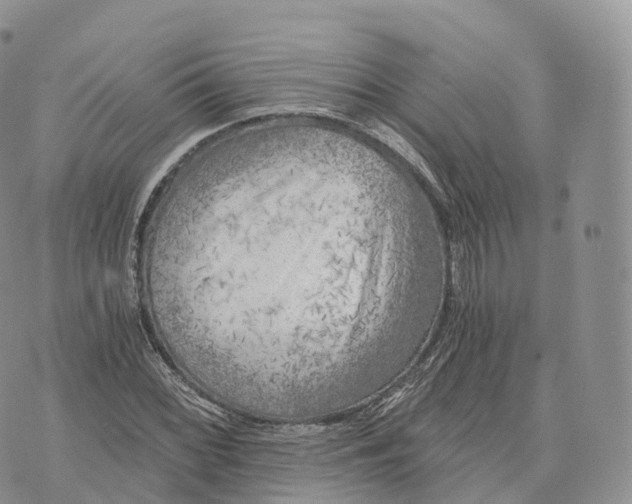 X0000072961068200608111645