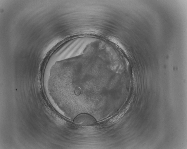 X0000072961071200608111645