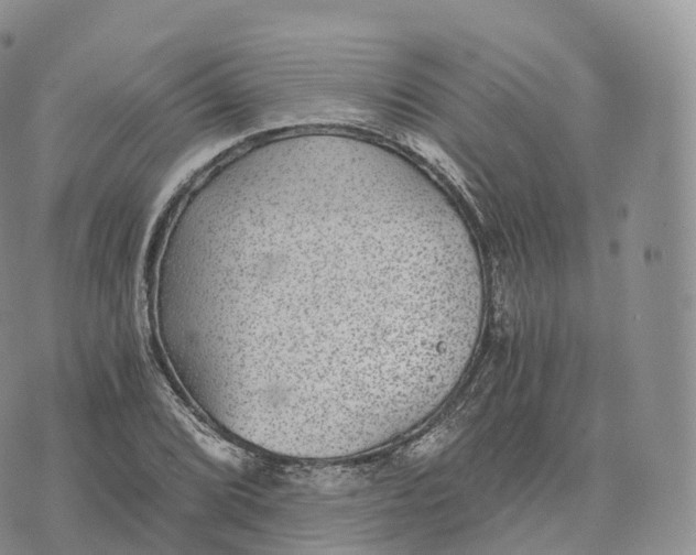 X0000072961072200608111645