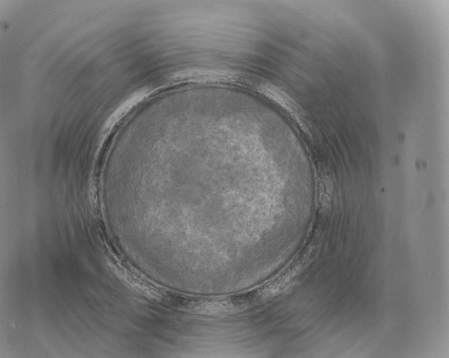 X0000072961074200608111645