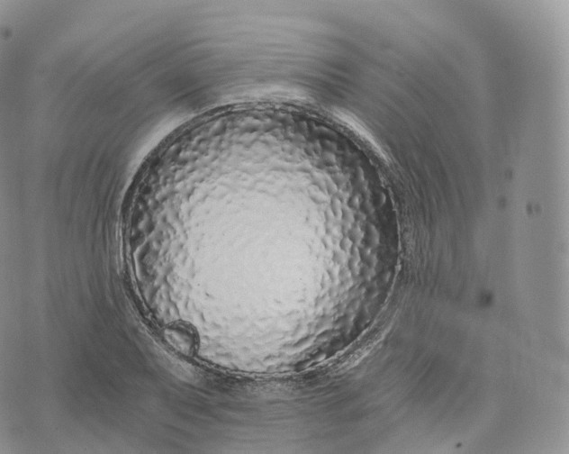 X0000072961079200608111645