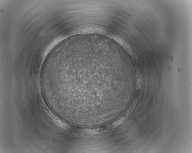 X0000072961086200608111645