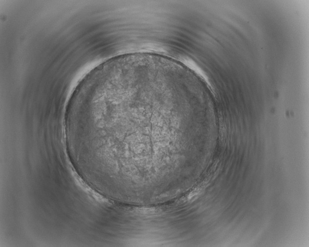 X0000072961088200608111645