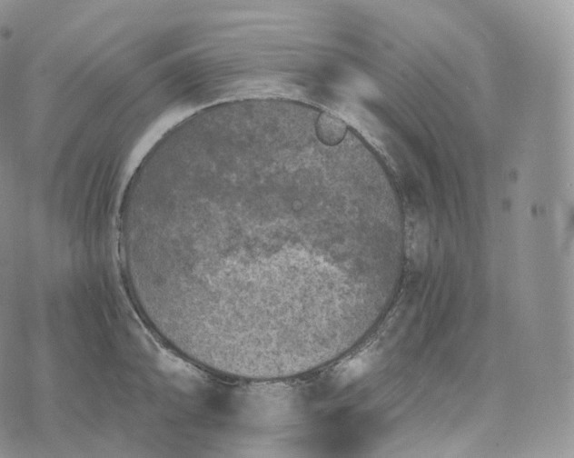 X0000072961094200608111645