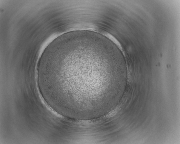 X0000072961096200608111645