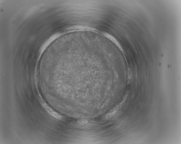 X0000072961098200608111645