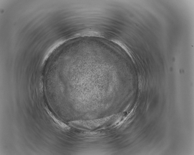 X0000072961115200608111644