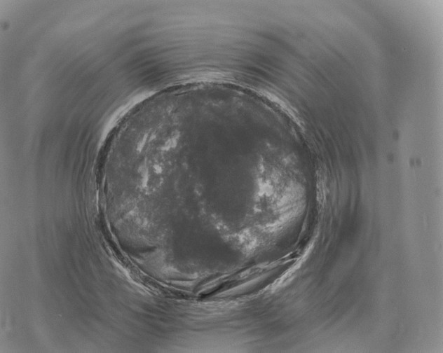 X0000072961117200608111644