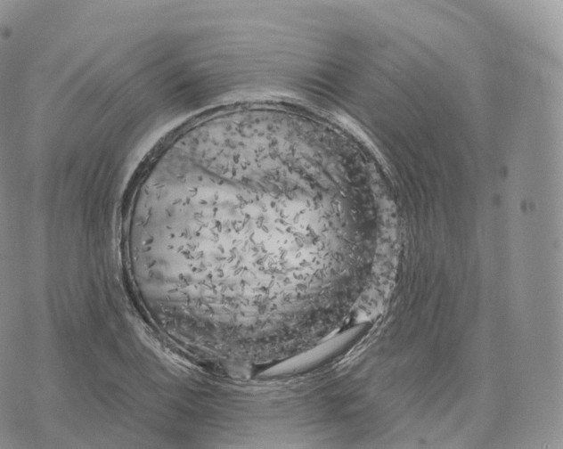 X0000072961124200608111644