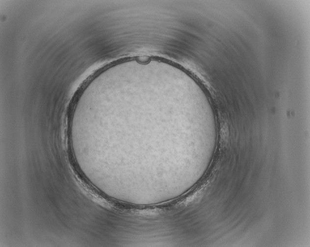 X0000072961126200608111644