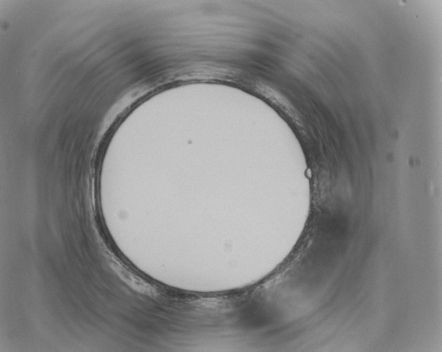 X0000072961130200608111644