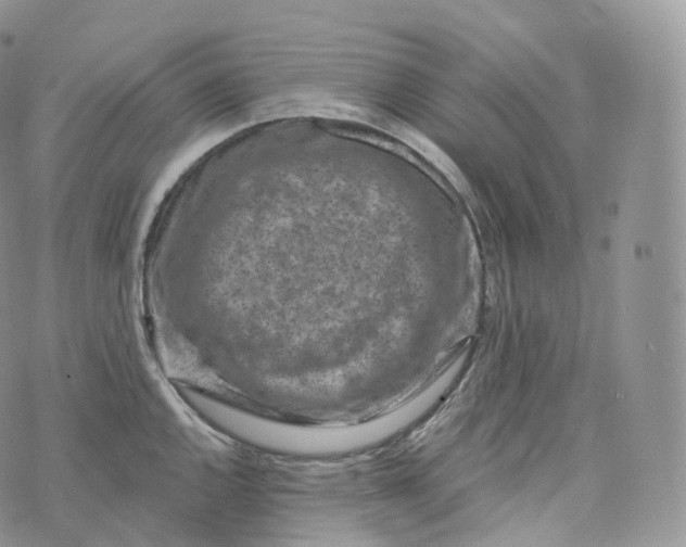 X0000072961144200608111644