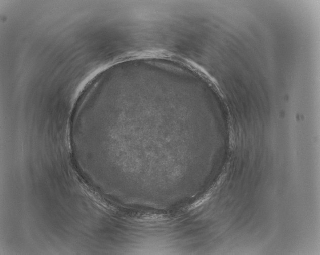 X0000072961174200608111643