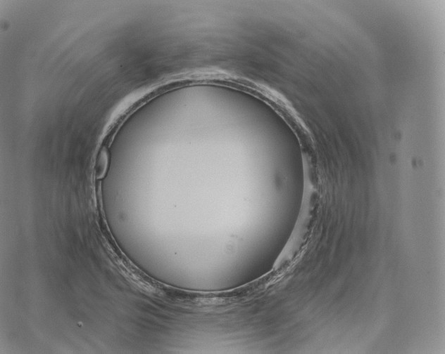 X0000072961176200608111643