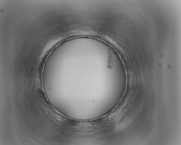 X0000072961215200608111642