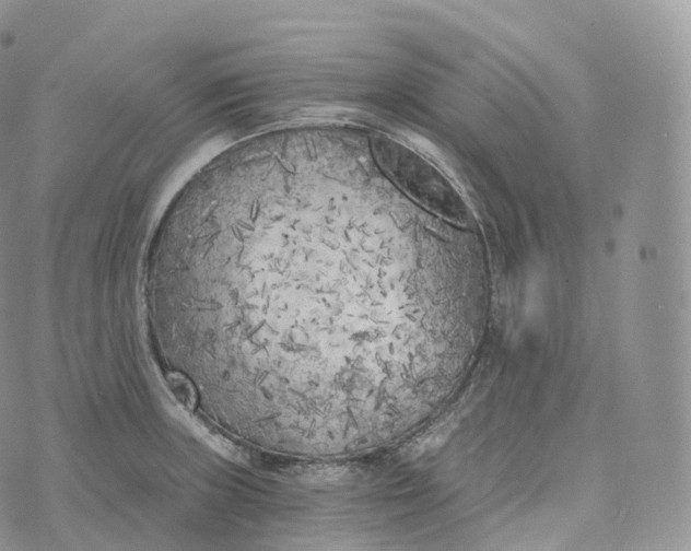 X0000072961235200608111643