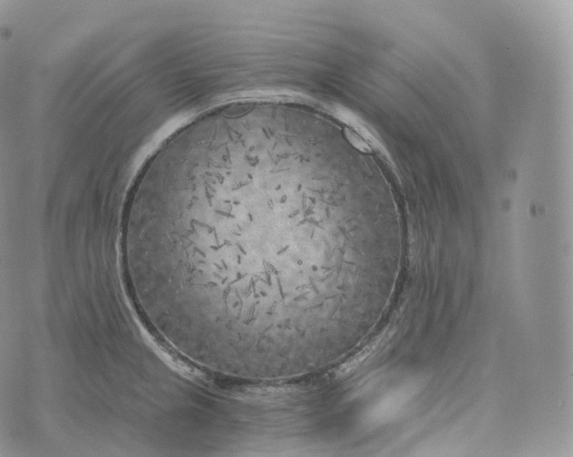 X0000072961237200608111643