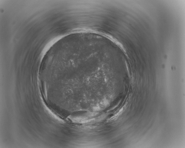 X0000072961239200608111643