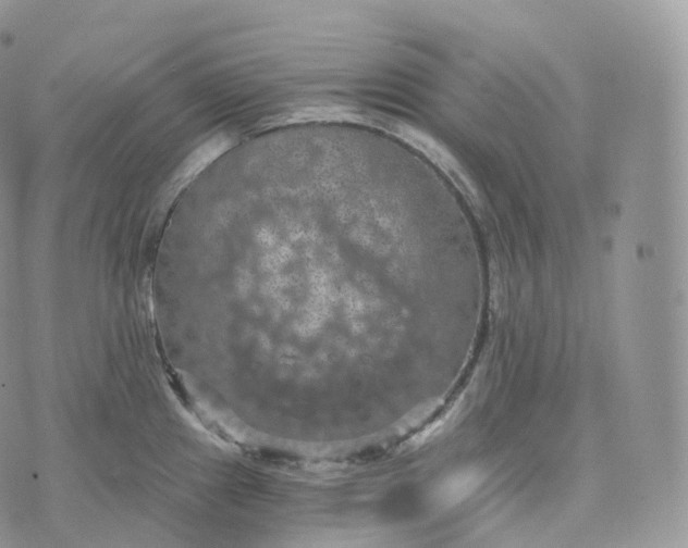 X0000072961241200608111643