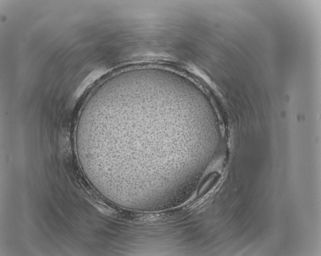 X0000072961259200608111642