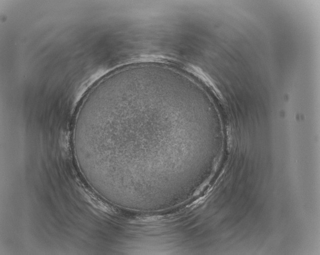 X0000072961260200608111642