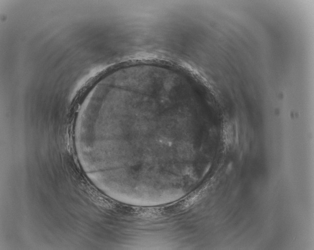 X0000072961262200608111642