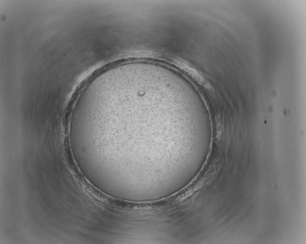 X0000072961264200608111642