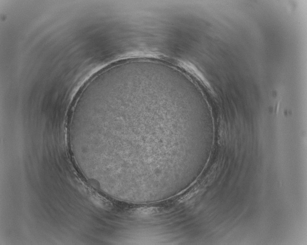 X0000072961268200608111642