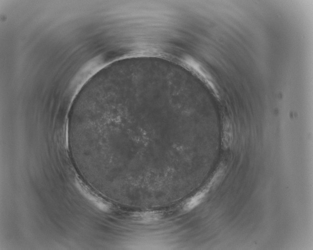 X0000072961276200608111642