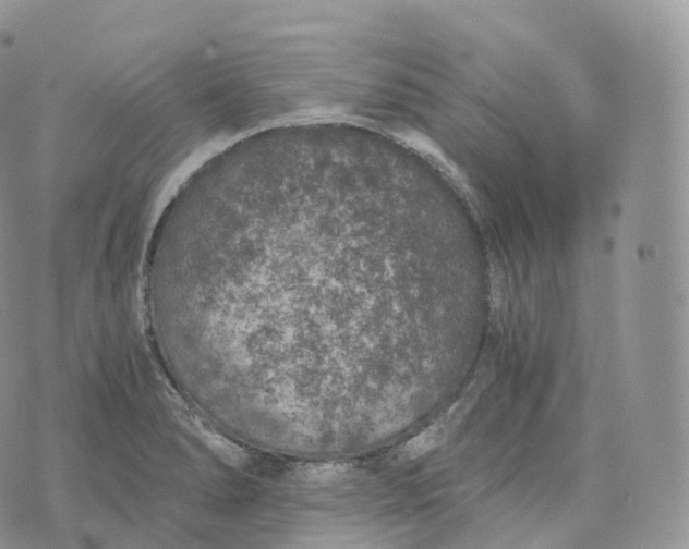 X0000072961278200608111642