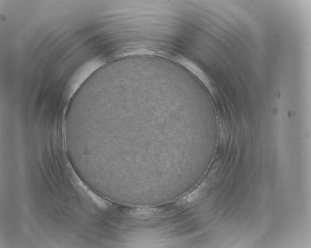 X0000072961290200608111641