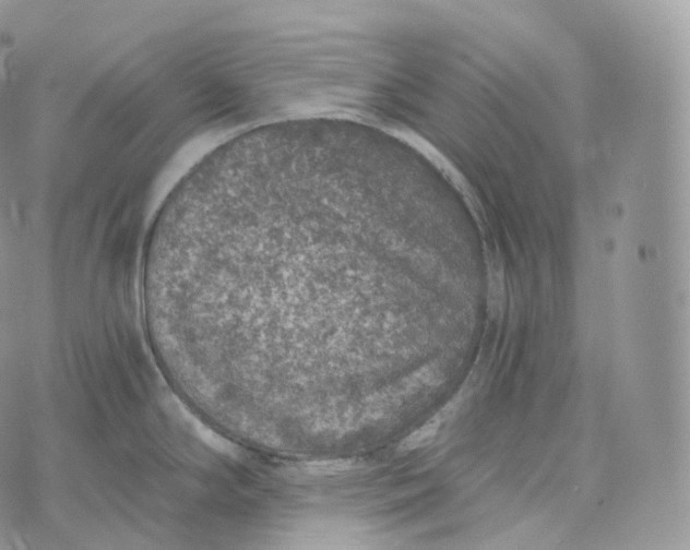 X0000072961294200608111641