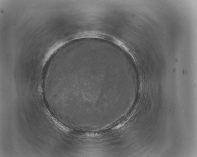 X0000072961312200608111641