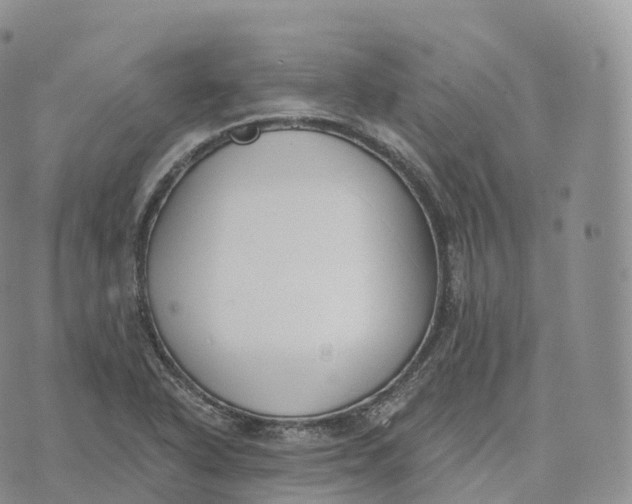 X0000072961318200608111641