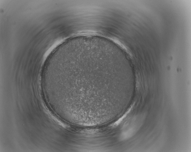 X0000072961325200608111641