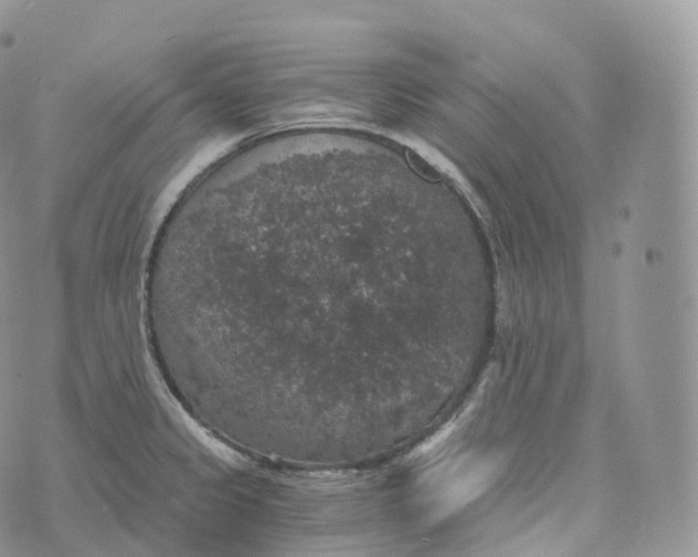 X0000072961333200608111641