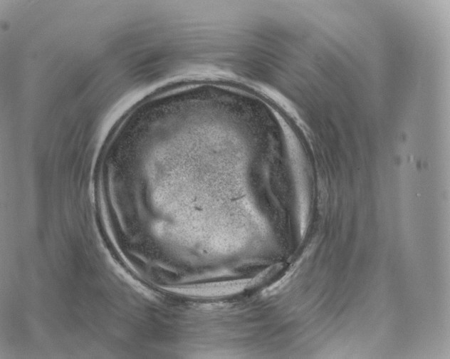 X0000072961335200608111641