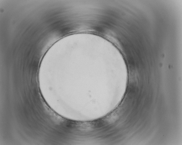 X0000072961338200608111641