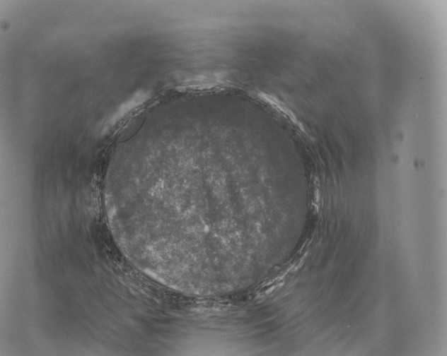 X0000072961350200608111640