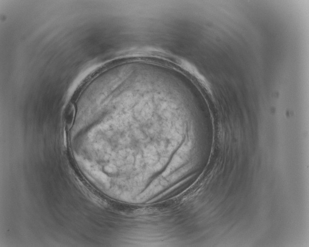 X0000072961368200608111640