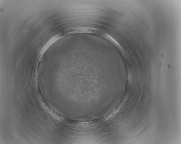 X0000072961378200608111640