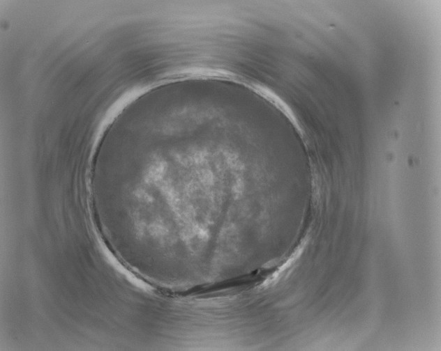 X0000072961381200608111640