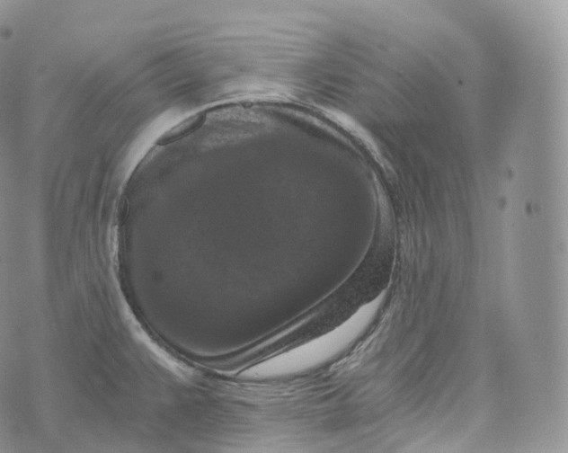 X0000072961383200608111640