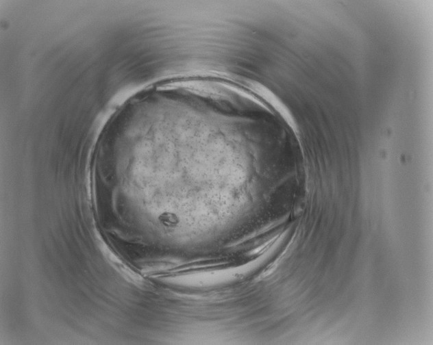 X0000072961388200608111640