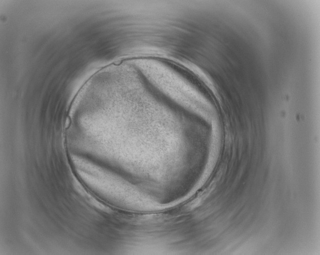 X0000072961390200608111640