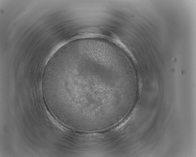 X0000072961417200608111639