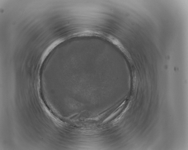 X0000072961418200608111639